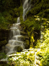 Scenic view of waterfall in forest