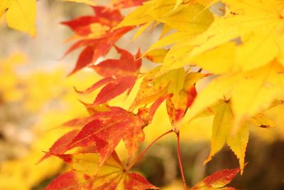 Close-up of maple leaves