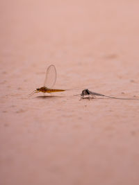 Close-up of insect on land