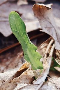 Close-up of dry leaves on field