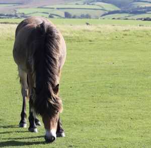 Cow grazing on field