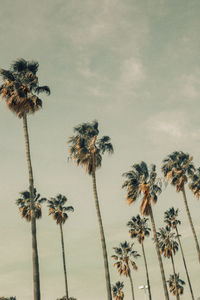 Low angle view of palm trees against sky