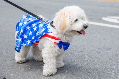 Full length of a dog on street