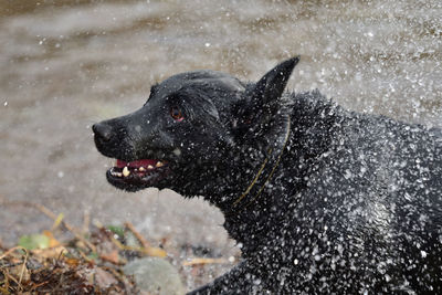 Black dog in the water