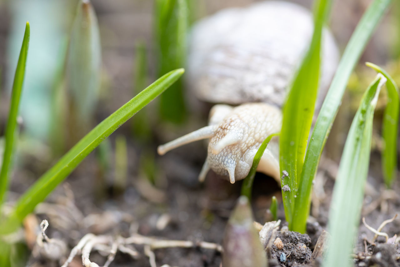 CLOSE-UP OF MUSHROOM GROWING IN FIELD