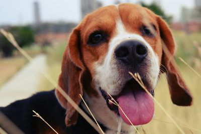 Close-up portrait of dog