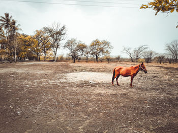 Horse in the field