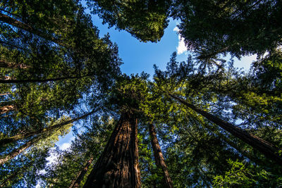 Low angle view of trees