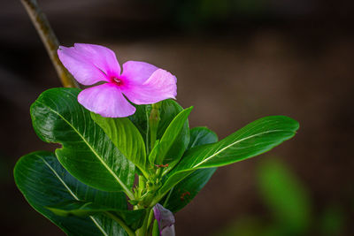 Close-up of pink flowering plant