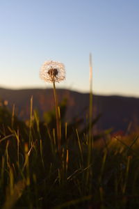 Close-up of dandelion on field against sky