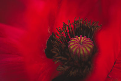 Close-up of red rose