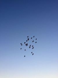 Low angle view of birds flying against clear blue sky