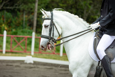 Close-up of horse standing outdoors