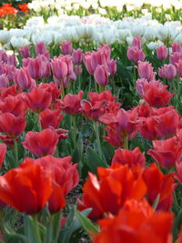 Close-up of red tulips in field