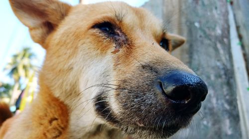 Close-up of dog outdoors