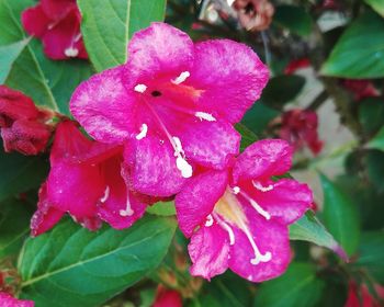 Close-up of pink flowers