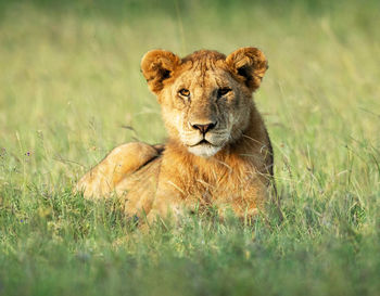 Portrait of a cat on grass