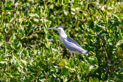 Low angle view of bird perching on tree