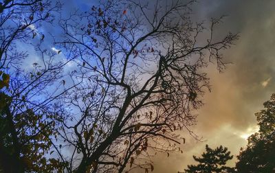 Low angle view of trees against sky