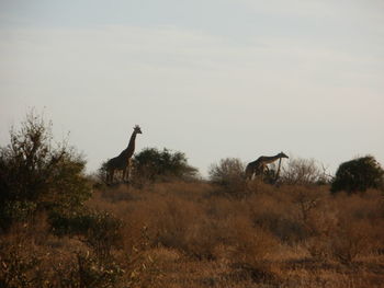 Giraffe grazing on field