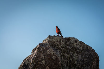 Low angle view of bird perching on rock