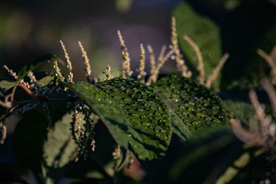 Close-up of wet plant leaves