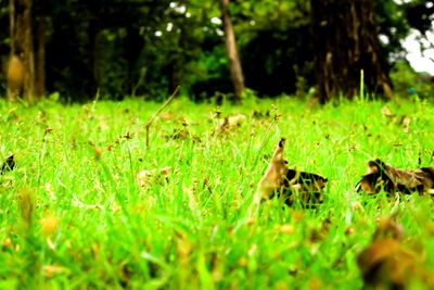 Close-up of sheep on grass