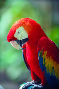 Close up of scarlet macaw is sitting on the tree