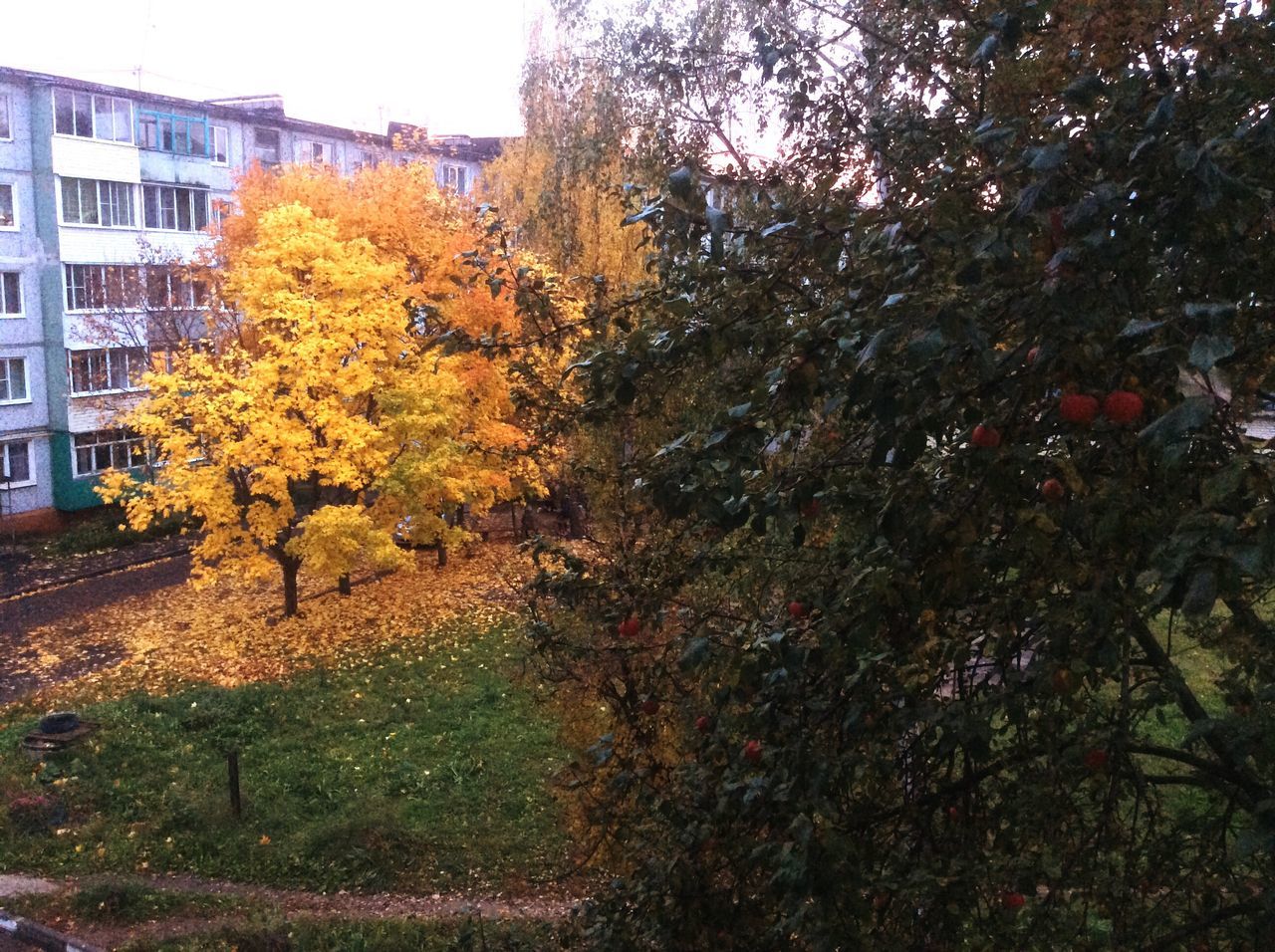 autumn, tree, change, season, leaf, architecture, growth, building exterior, park - man made space, beauty in nature, city, orange color, nature, yellow, day, branch, outdoors, footpath, tranquility, growing, scenics