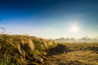 Scenic view of agricultural field against sky at sunset