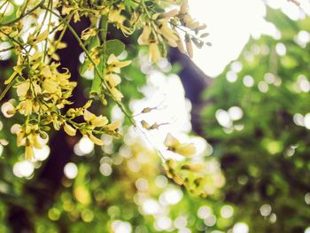 Close-up of flower on tree