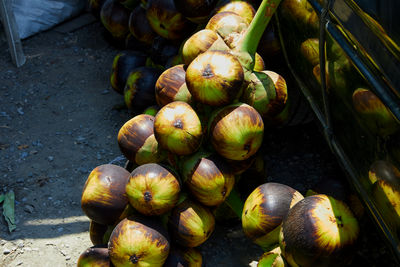 Bunch of ripe palmyra palm or toddy palm fruit