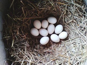 High angle view of eggs in nest