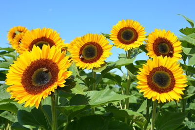 Close-up of sunflower against clear sky