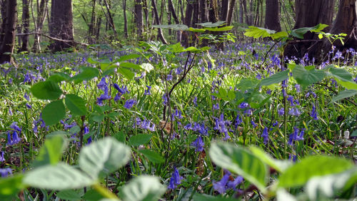 Close-up of purple flowering plants on field