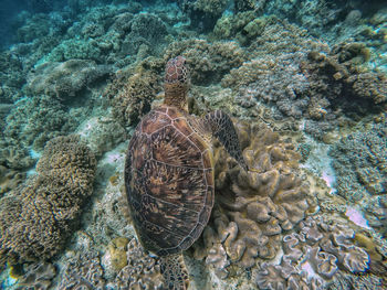 View of coral in sea