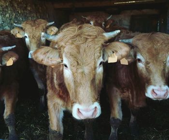Close-up of cows at shed