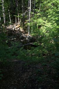 View of a forest