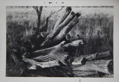 Close-up of wooden logs