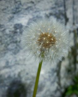 Close-up of dandelion flower