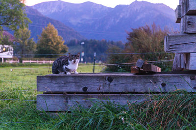 Cat sitting on a field