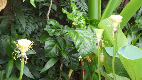 High angle view of flowering plant