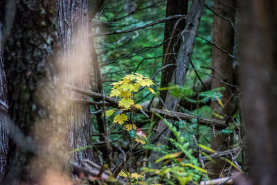 Close-up of yellow flowers on tree trunk in forest