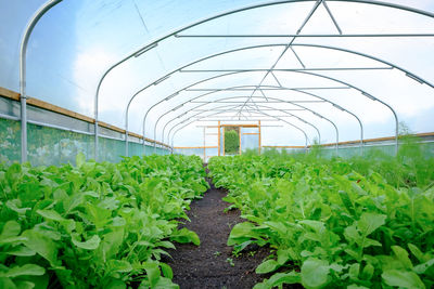 Low angle view of plants growing in greenhouse