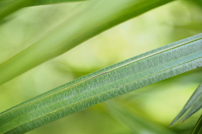 Close-up of green leaves