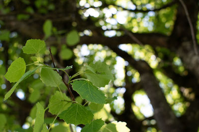 Low angle view of leaves on tree