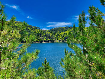 Scenic view of lake in forest against blue sky