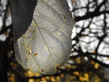 Close-up of leaves against blurred background