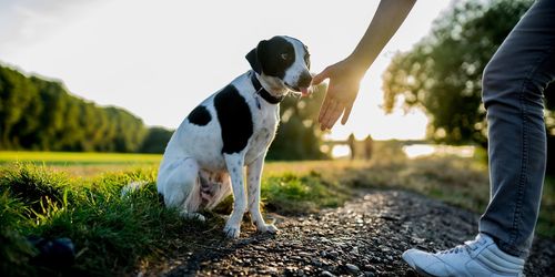 Low section of man with dog on field