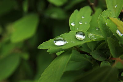 Close-up of wet plant